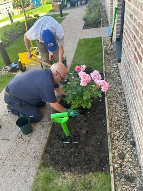 staff member helping Bill plant roses