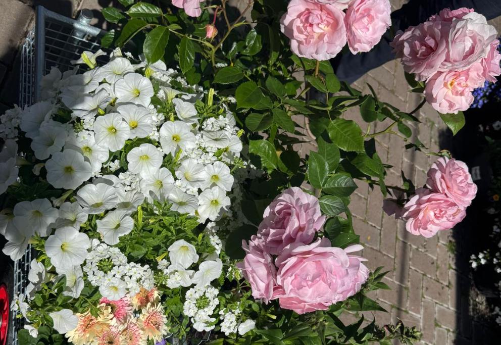 pink and white rose garden memorial